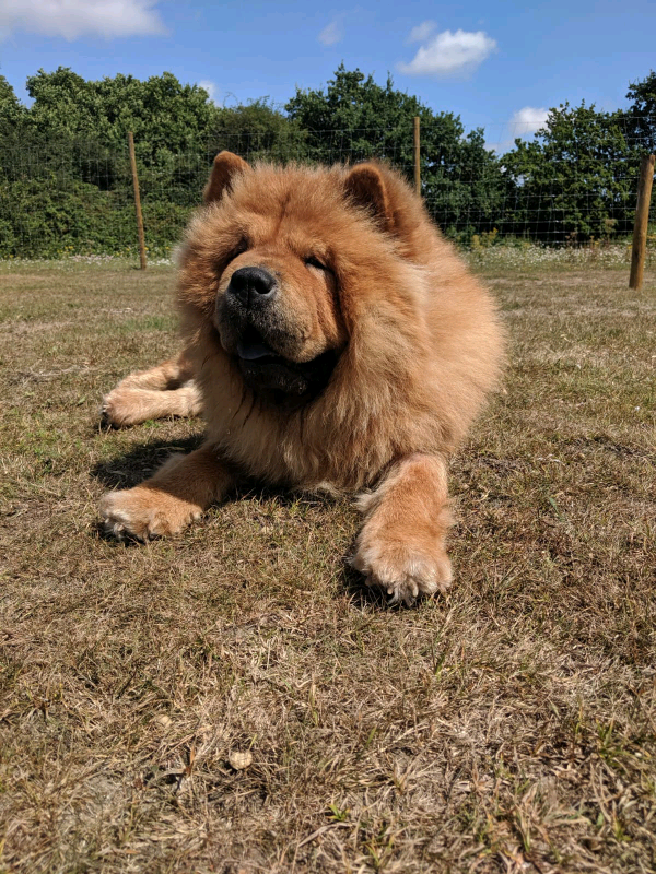 chow chow for sale gumtree